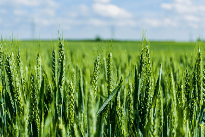 Grow-Pro-Genetics-Green-Wheat
